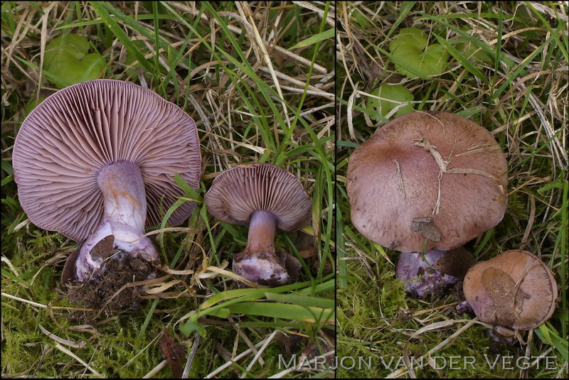 Purperen gordijnzwam - Cortinarius purpurascens